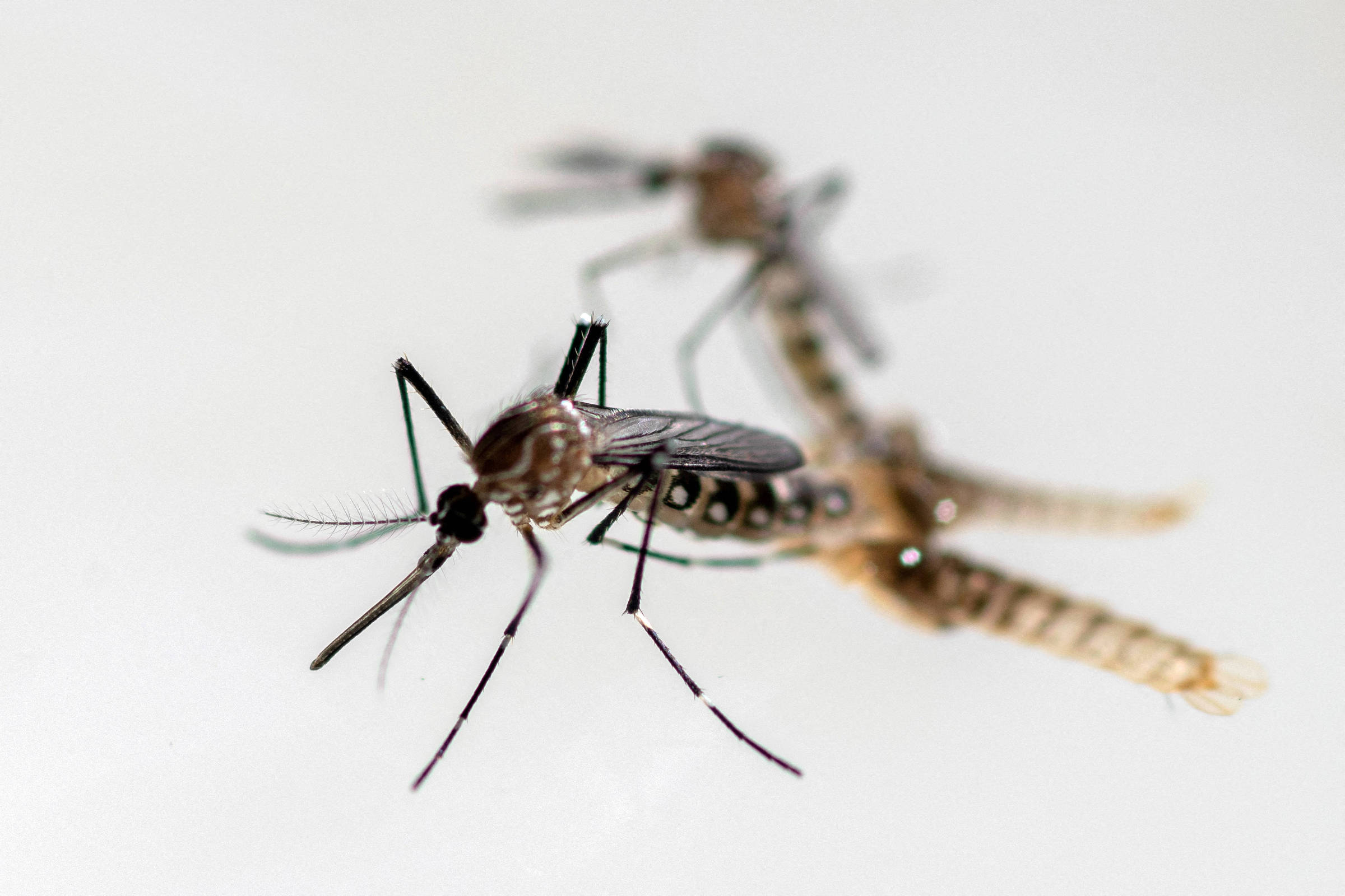 Caos em São Paulo: Epidemia de Dengue em Alerta Máximo!