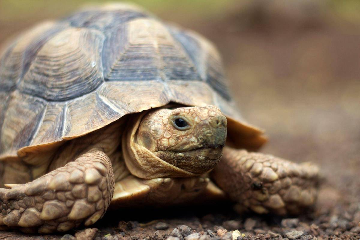 Animais em Solidão: Revelações Chocantes que Podem Transformar Sua Vida!