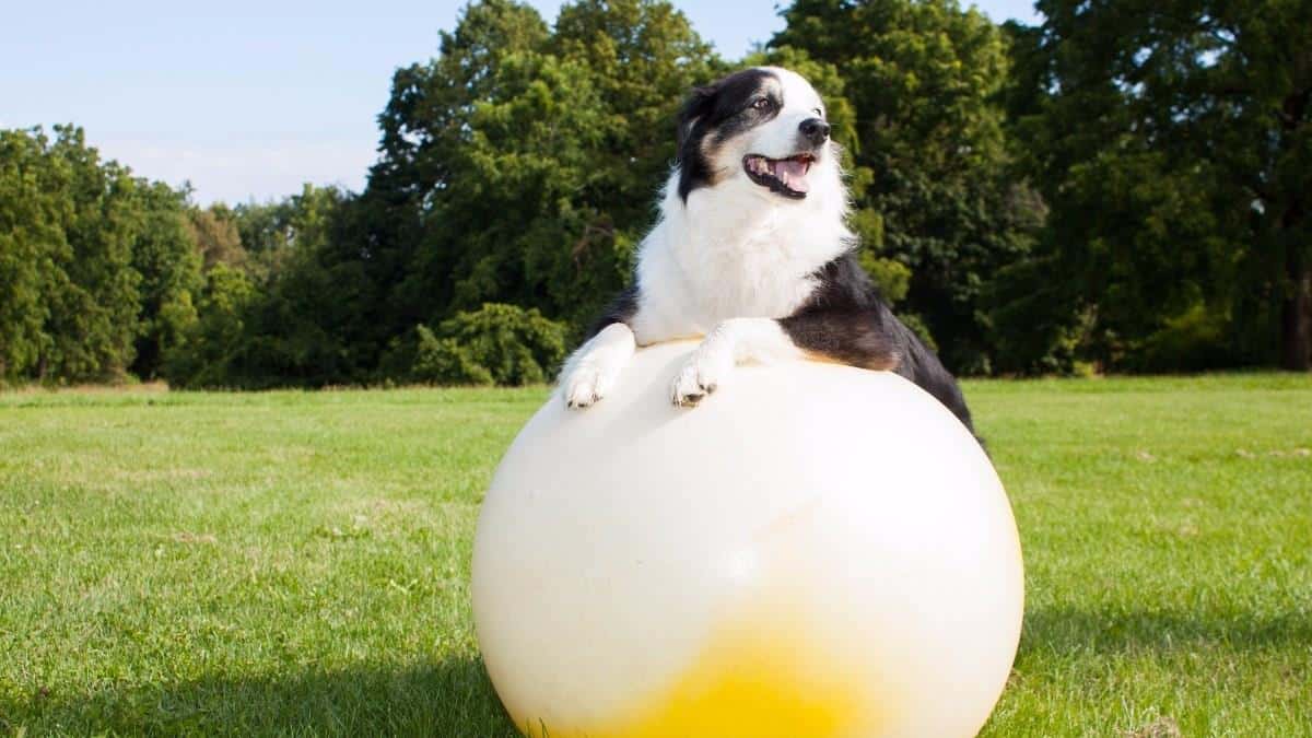 Descubra os Paraísos Pet-Friendly no Brasil que Você Nunca Imaginou!