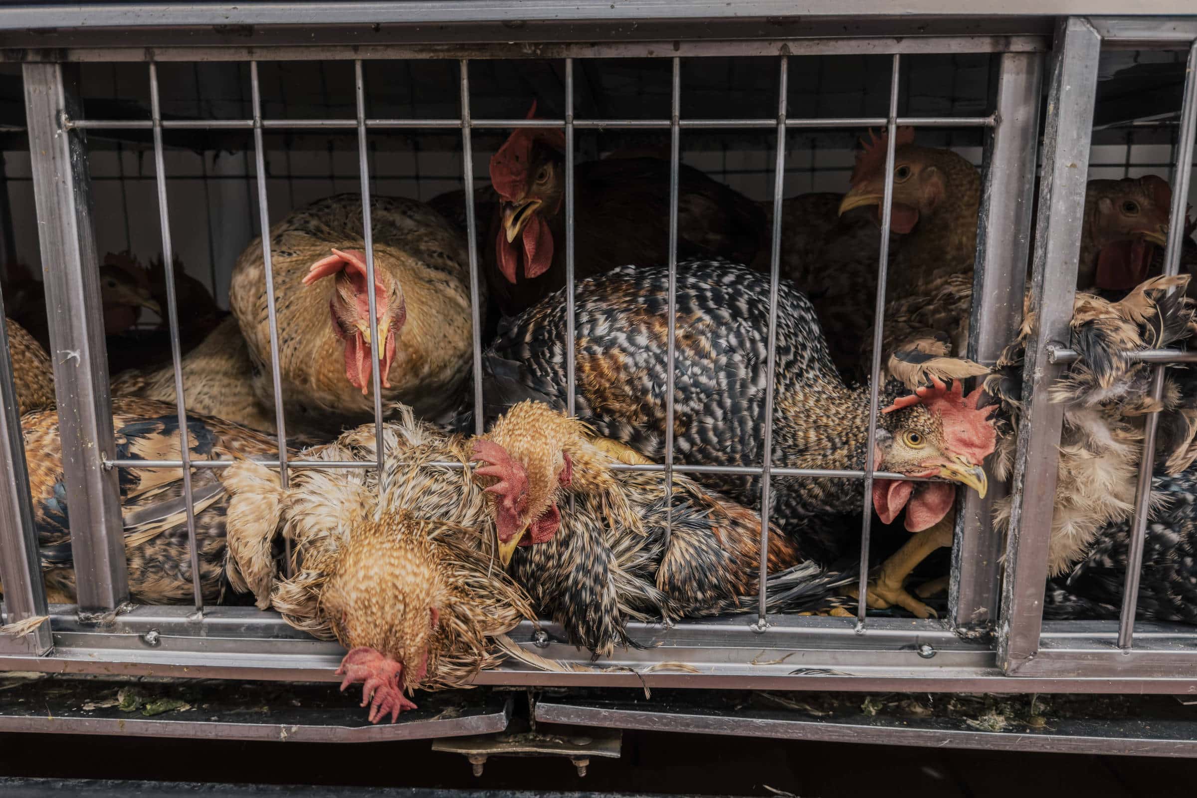 URGENTE: Gripe Aviária Destrói Mercados de Aves em NY!