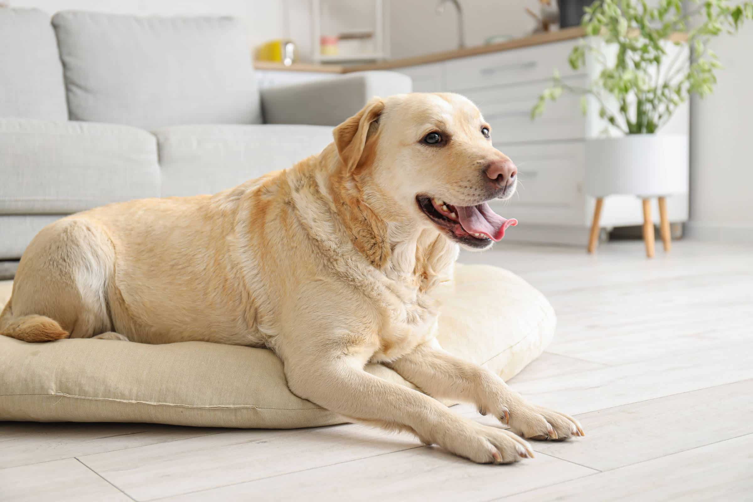 URGENTE: O MOMENTO CHOCANTE de Adotar um Cão que Você Não Pode Perder!