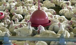 ALERTA: Brasil em RISCO de PERDER R$ 1,6 BI em EXPORTAÇÃO de FRANGO por MÊS!