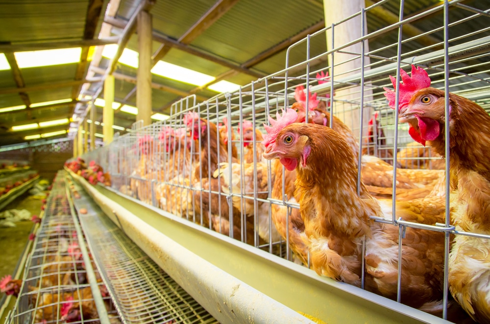 ALERTA MÁXIMO: GRIPE AVIÁRIA ÀS PORTAS! Granjas de SC em estado de emergência!