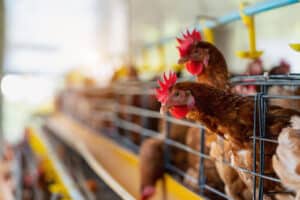 Alerta Máximo: Gripe Aviária à Vista! Descubra os Perigos e Como Sobreviver!