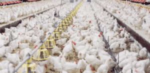 Alerta Máximo: H5N1 à Vista! O Que Está Realmente em Jogo?
