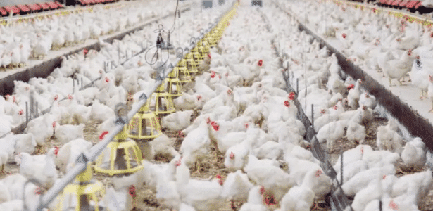 Alerta Máximo: H5N1 à Vista! O Que Está Realmente em Jogo?