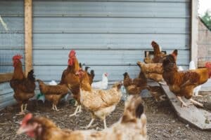 Brasil Domina o Mundo do Frango: China Cai nas Garras do Maior Exportador!