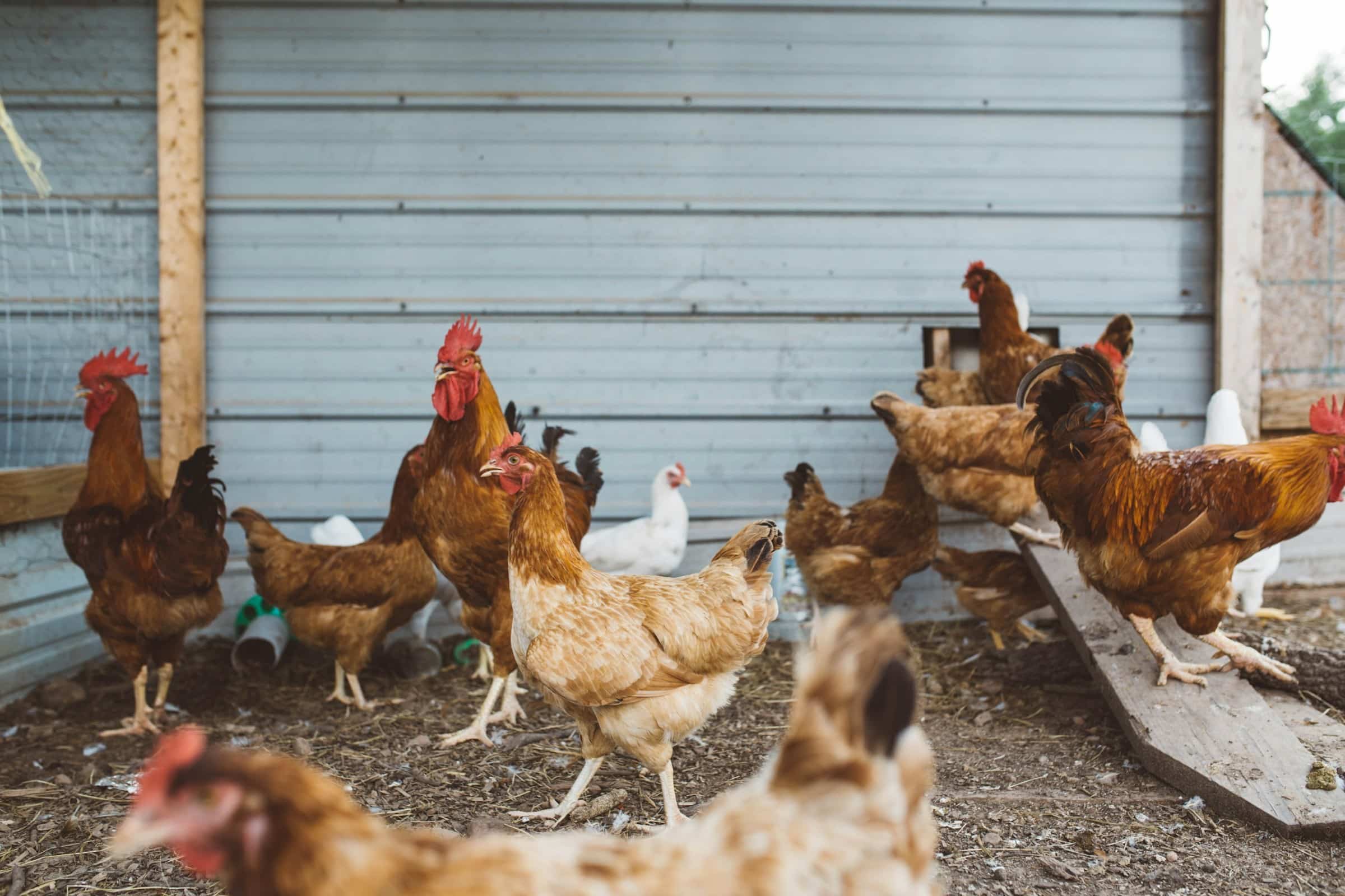 Brasil Domina o Mundo do Frango: China Cai nas Garras do Maior Exportador!
