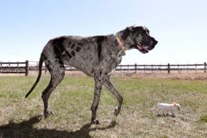 Choque Canino: O Gigante e o Anão do Mundo Canino Se Encontram!