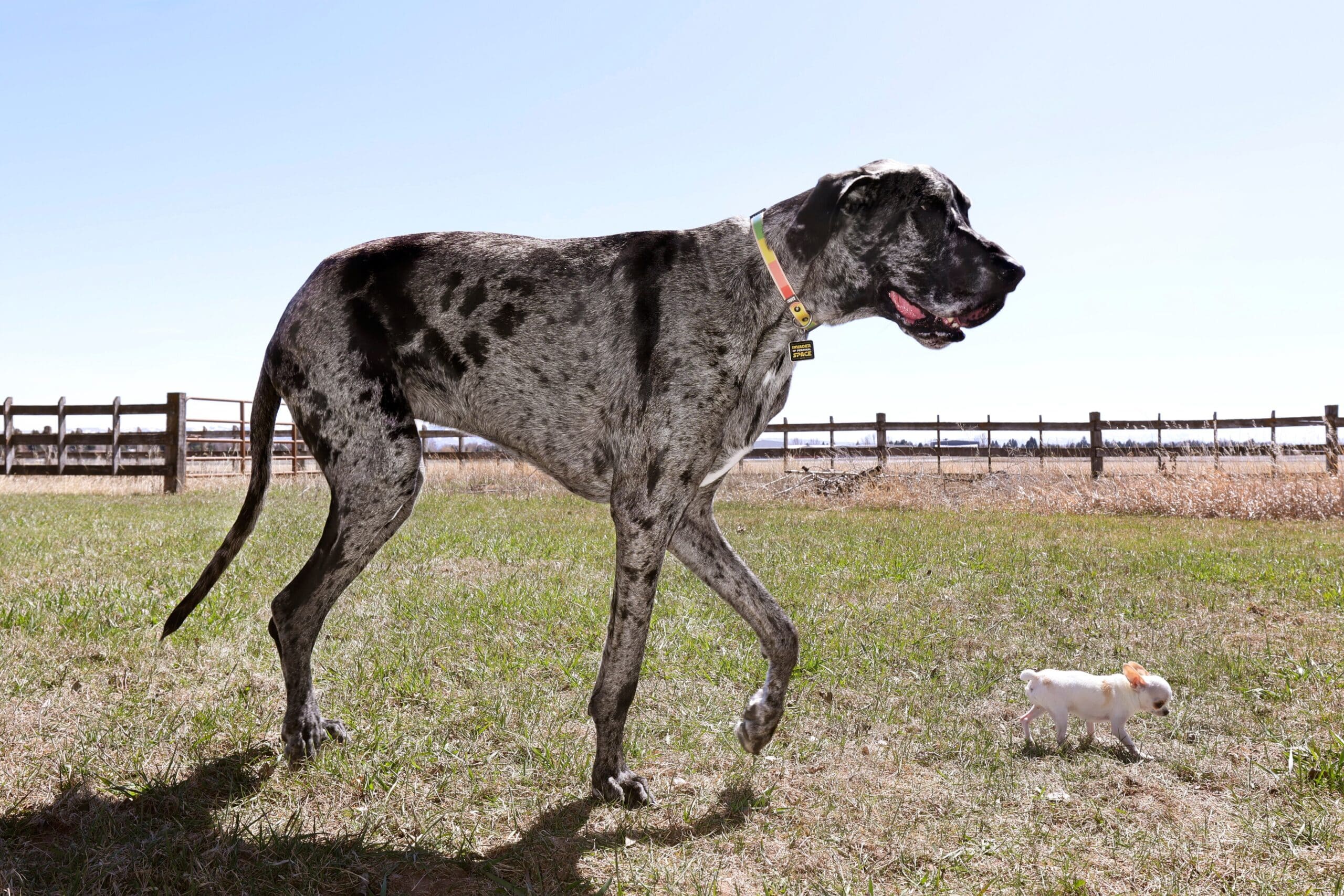 Choque Canino: O Gigante e o Anão do Mundo Canino Se Encontram!