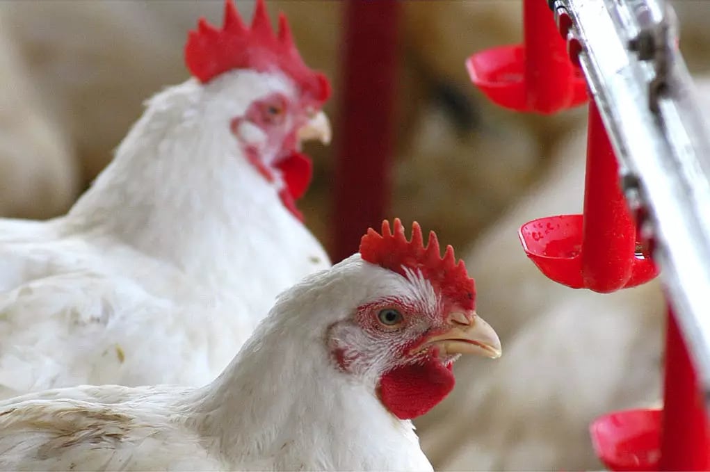 Choque na Indústria: Embargos à Carne de Frango do Brasil Geram Perdas Milionárias!