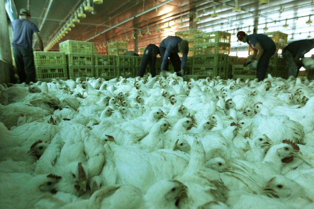 Choque no Mercado: Suspensão de Exportações de Frango Pode Despencar IPCA em Até 0,10 pp!