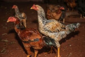 Coreia do Sul Prepara Grande Liberdação: Frango Brasileiro à Vista!