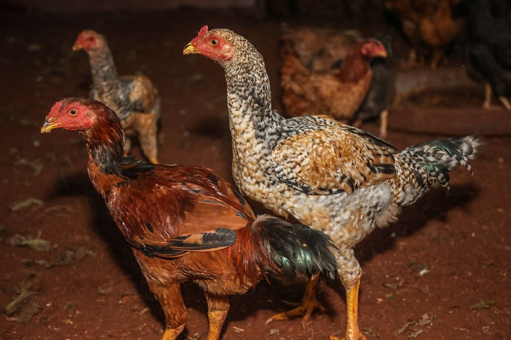 Coreia do Sul Prepara Grande Liberdação: Frango Brasileiro à Vista!