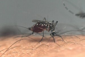 DENGUE EM ALTA: 23% dos casos de 2025 registrados em apenas DUAS SEMANAS!