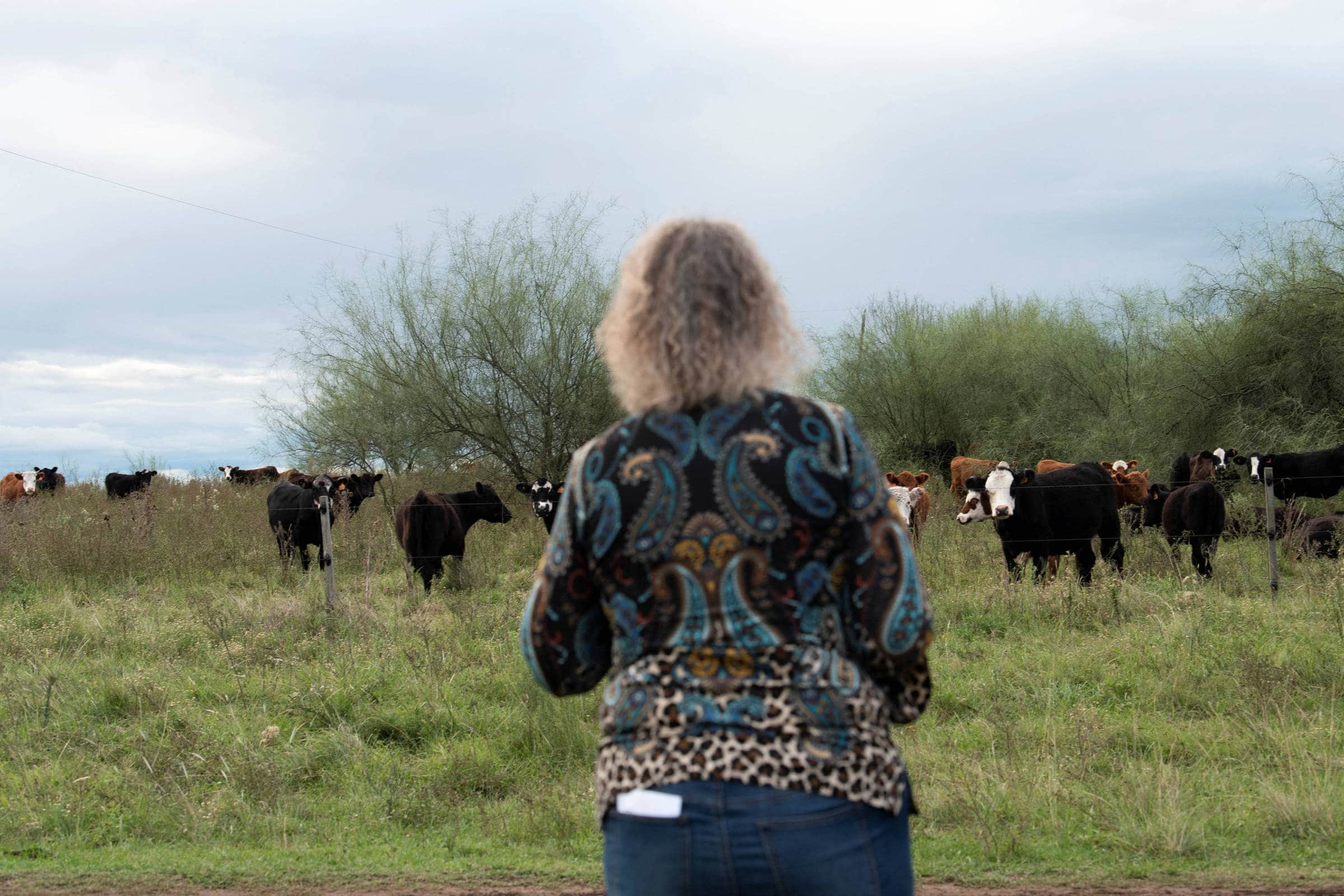 Escândalo das 'Vacas Fantasmas' Abala Economia do Uruguai!