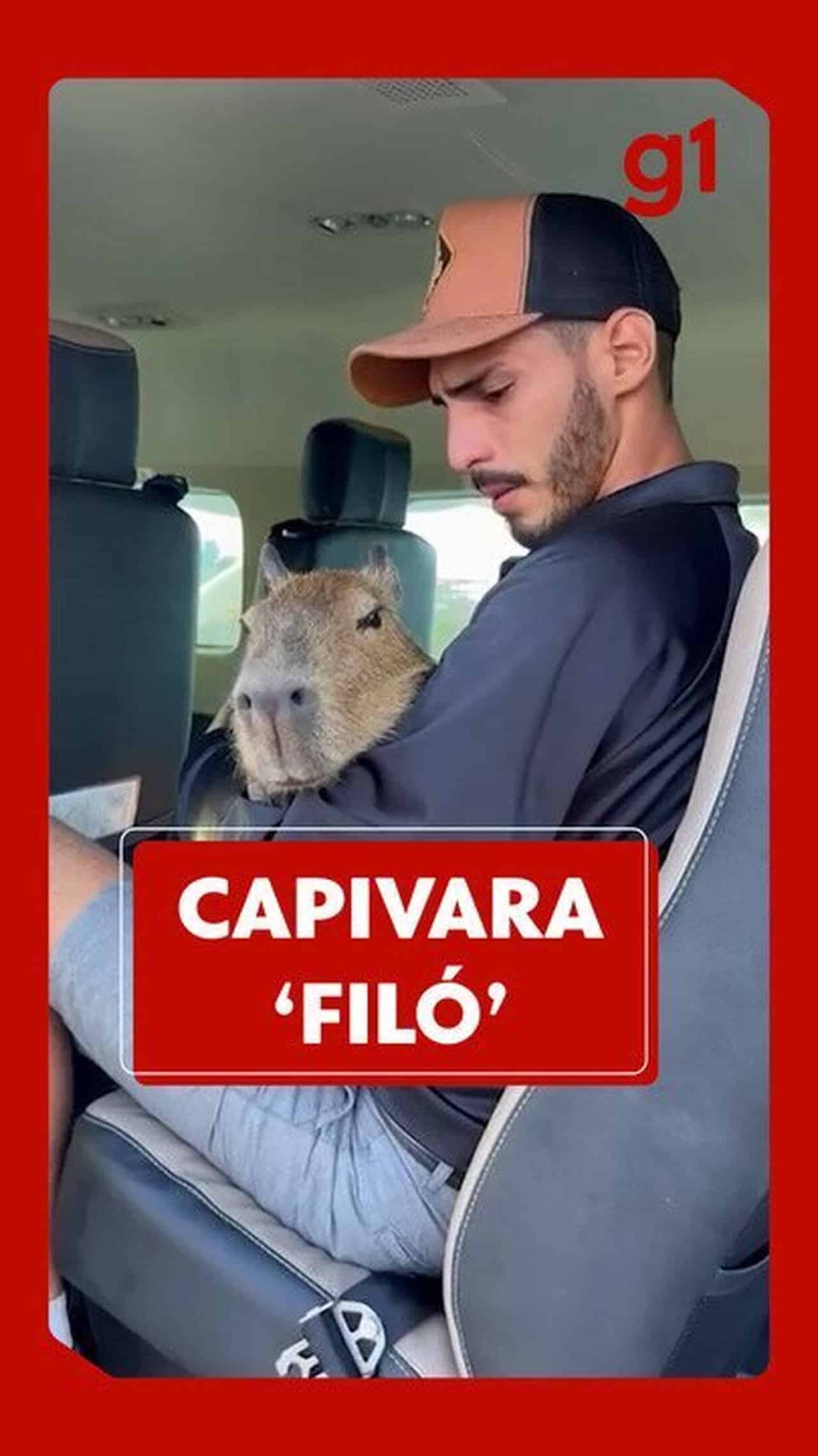 Influencers em Choque: Famosos Colocam Animais Selvagens em Risco por Likes!