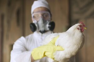 PODER DO VOO: Gripe Aviária à Beira da Próxima PANDEMIA!