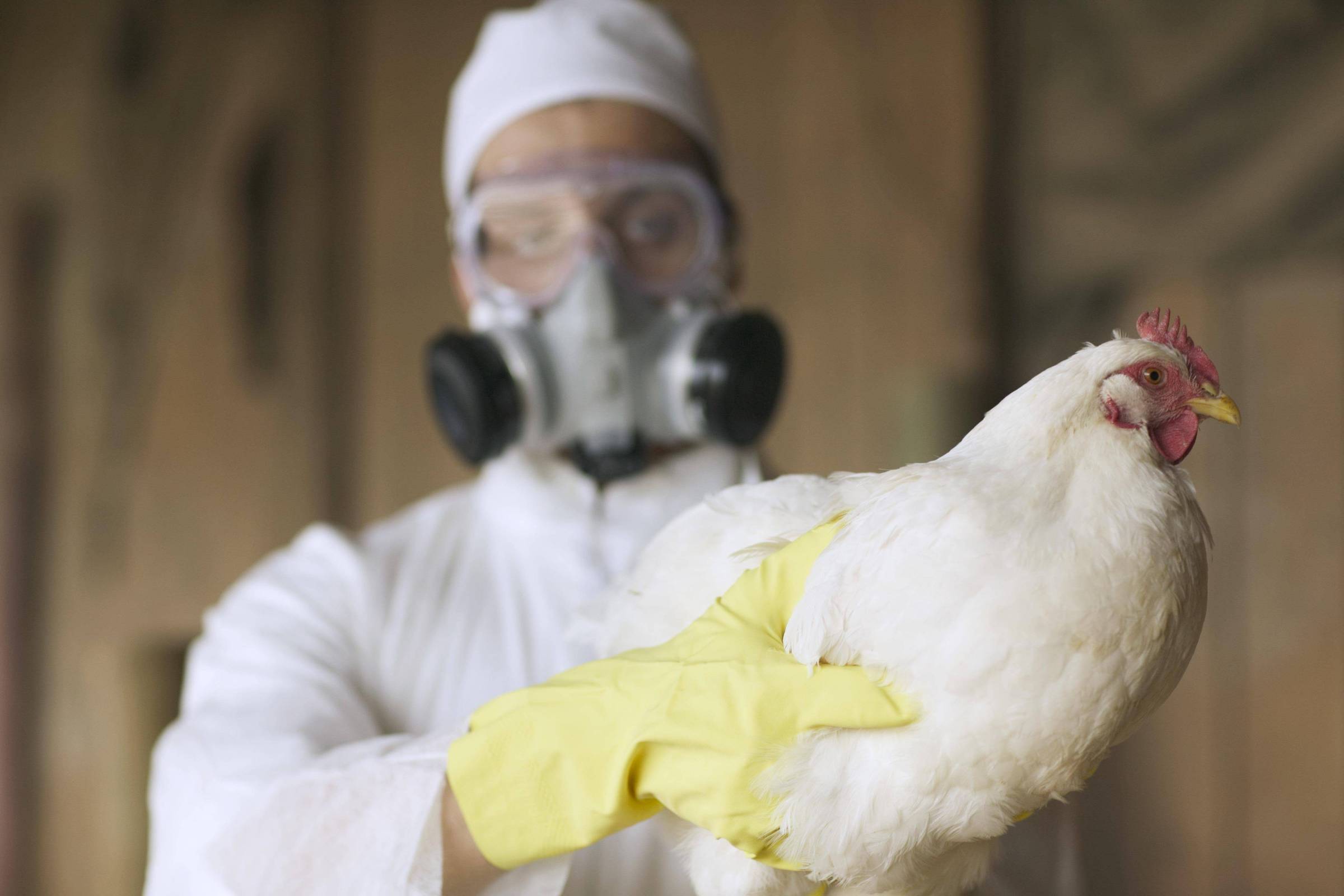 PODER DO VOO: Gripe Aviária à Beira da Próxima PANDEMIA!