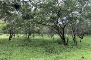 Planta Milagrosa: A Cura da Depressão Testada no Brasil!