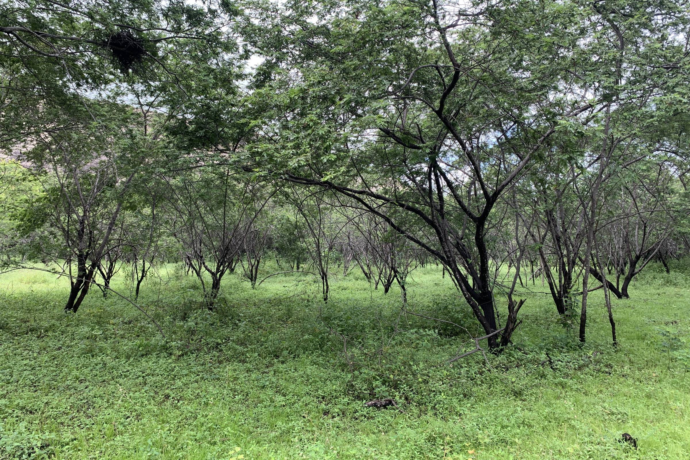 Planta Milagrosa: A Cura da Depressão Testada no Brasil!