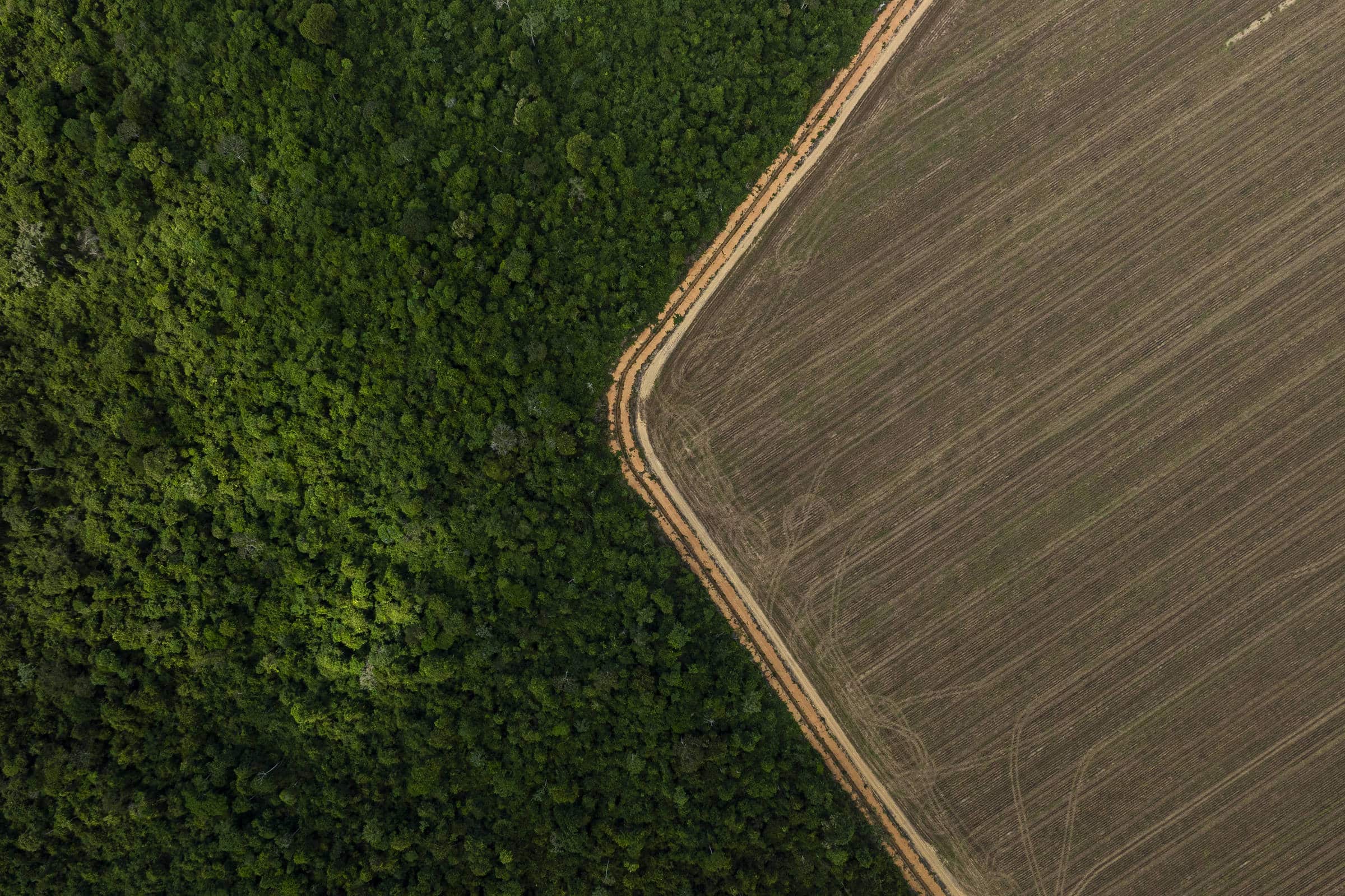 URGENTE: COP30 Desperta OPORTUNIDADES IMPERDÍVEIS para o Brasil!