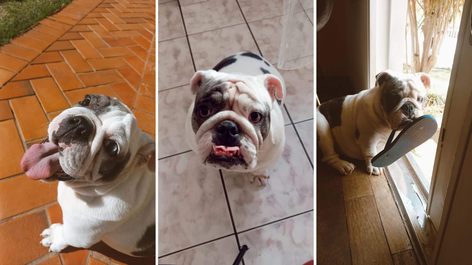 Vida ou Sofrimento? O Terrível Dilema de Prolongar a Existência dos Nossos Animais!