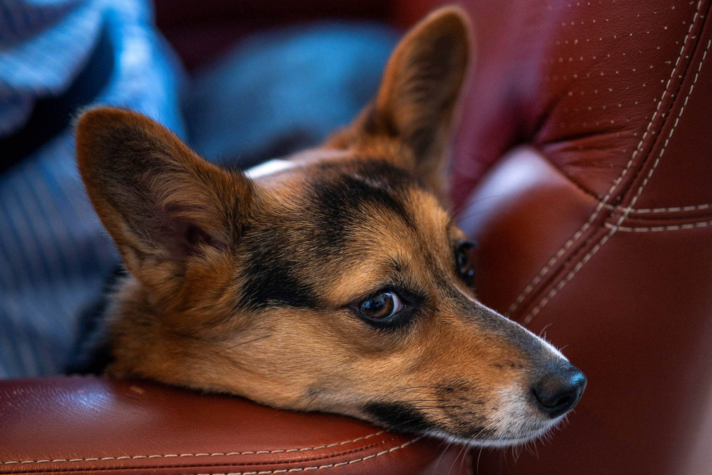 Você Não Vai Acreditar Como a Neurociência Transformou Meu Cão em um Gênio do Caixote!