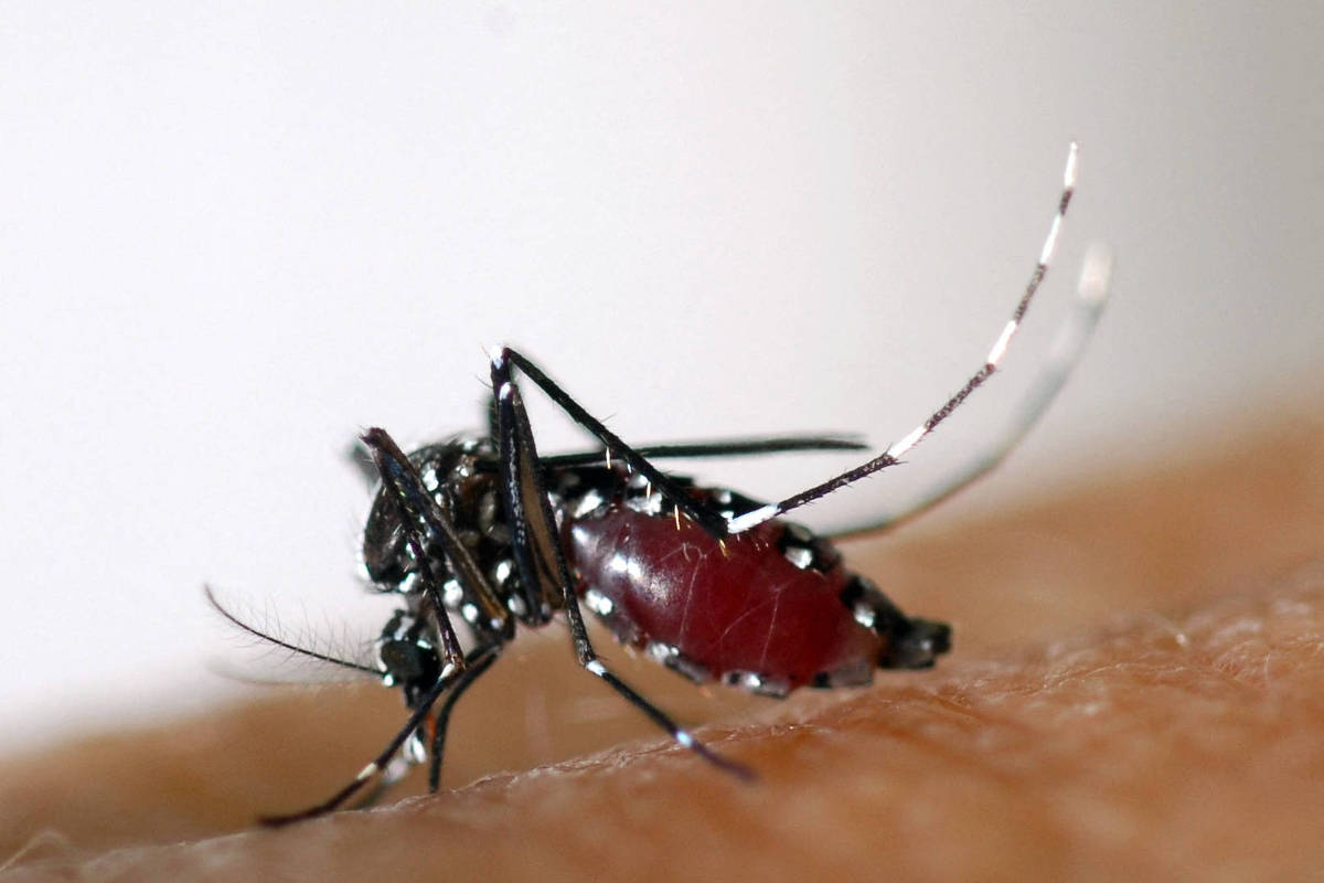 ALERTA MÁXIMO: Chikungunya Assombra França e Provoca Pânico nas Autoridades!
