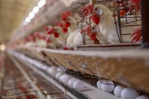 Alerta Máximo: 17 Nações Liberam Brasil Após Crise da Gripe Aviária!