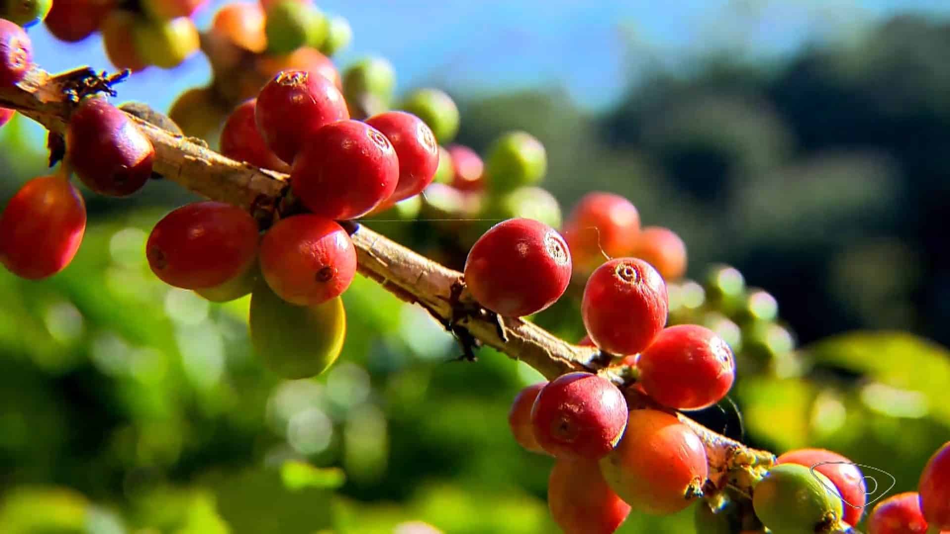 Café em Queda Livre: Colheita Explosiva Derruba Preços! Descubra o Que Isso Significa!