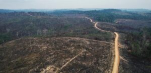 Escândalo na Moda: Grifes Luxuosas Usam Couro da Amazônia Desmatada!