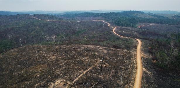 Escândalo na Moda: Grifes Luxuosas Usam Couro da Amazônia Desmatada!