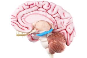 Exercícios Revelam Poder Secreto: Podem Impedir Alzheimer e Transformar Seu Cérebro!