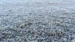 Frio Gela o País e Geadas Ameaçam nesta Terça!