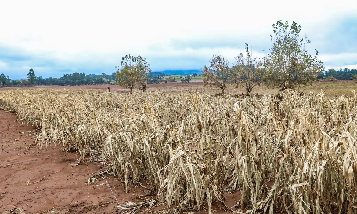 GOVERNO BOMBÁSTICO BLOQUEIA 42% DO ORÇAMENTO DO SEGURO RURAL! A QUEDA É CHOCANTE!