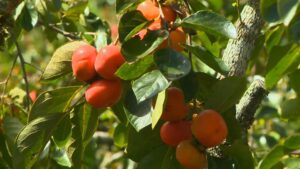 Revolução nos Campos: Caqui Surpreende e Salva Agricultores da Crise!