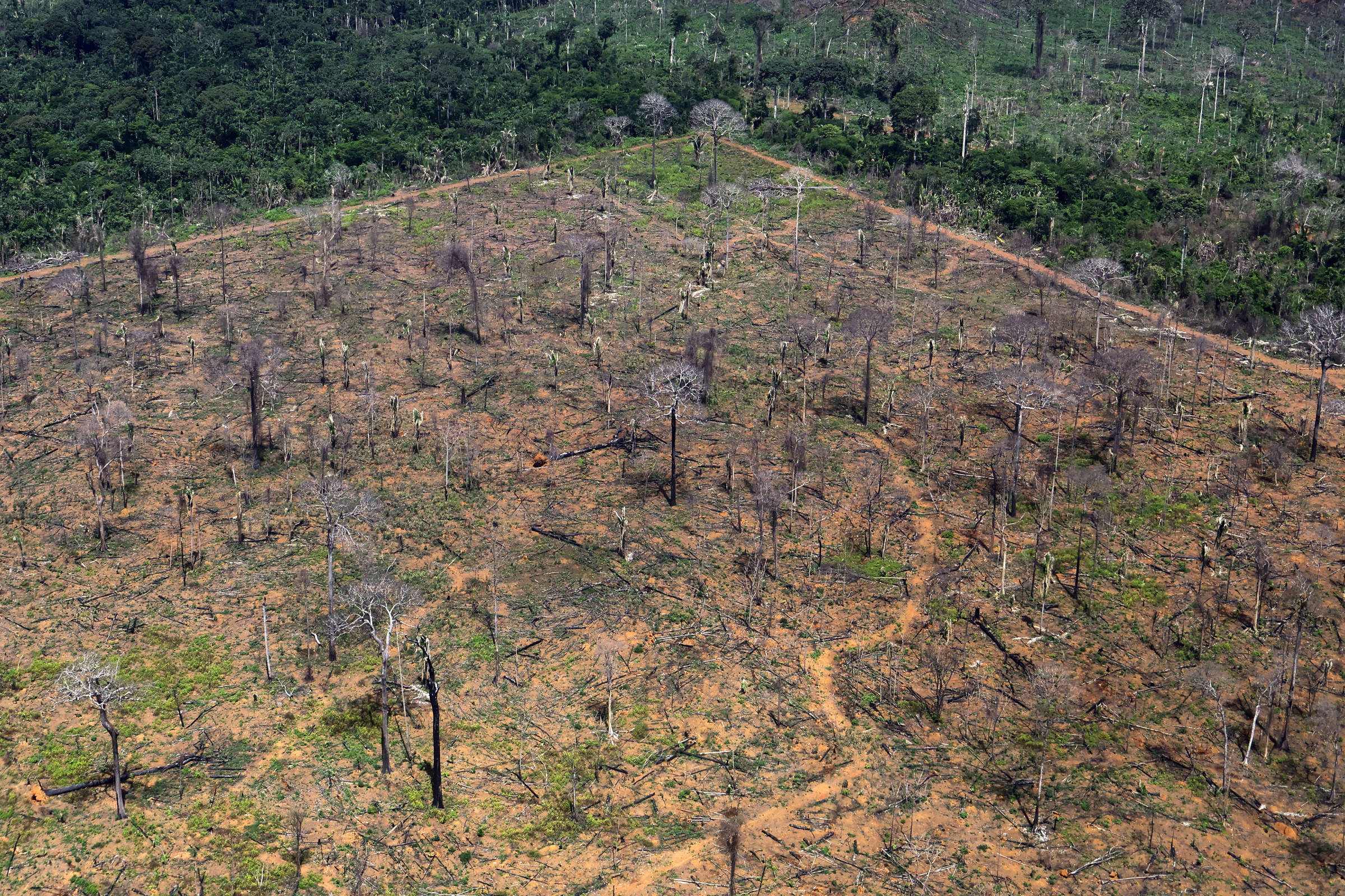 ALERTA MÁXIMO: Desmatamento na Amazônia DISPARA 27% enquanto Cerrado RESPIRA aliviado com queda de 10%!