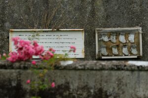 ESCÂNDALO CHOCANTE: Igreja Católica encobre mistério de 800 bebês em cova coletiva!
