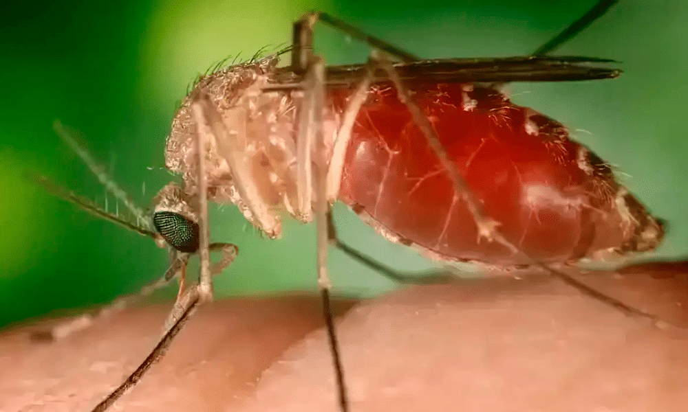 Febre Oropouche: A Epidemia Amazônica se Alastra pelo Brasil!