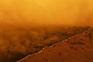 Pantanal Renascente: Incêndios Aceleram Revolução na Preservação!