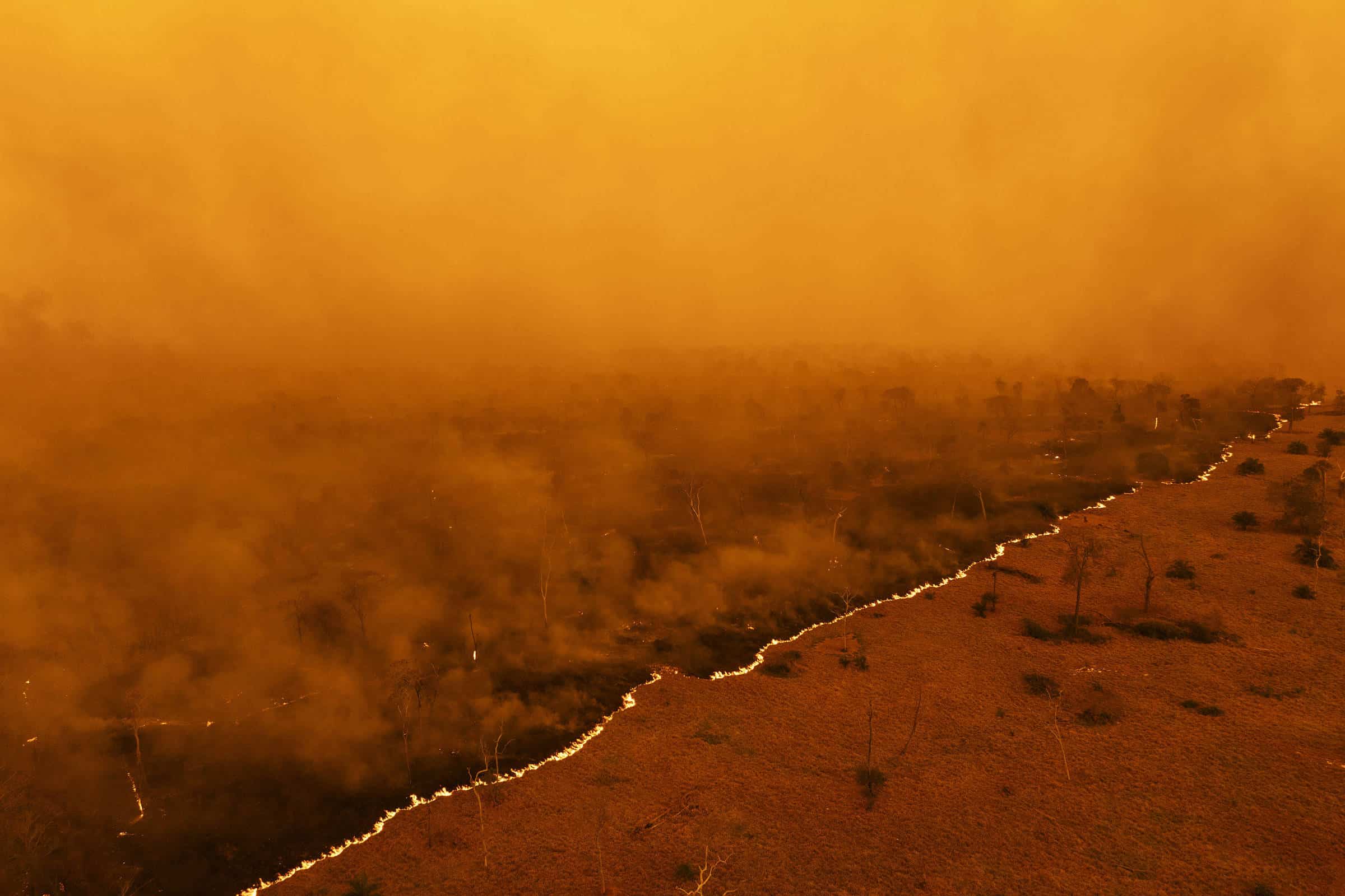 Pantanal Renascente: Incêndios Aceleram Revolução na Preservação!