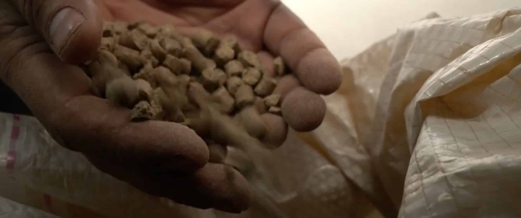 Tragédia Imoral: Ração Tóxica Mata 245 Cavalos e Choca o País!