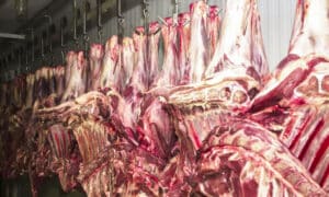 URGENTE: Frigoríficos Brasileiros à Beira do Colapso! Exportações de Carne para os EUA Sob Ameaça!
