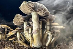 Choque na Ciência: Psicodélicos Transformam a Neurociência em Revolução!