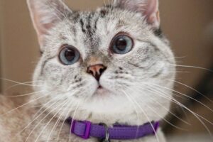 Deuses do Egito a Famosos nas Redes: A Revolução dos Gatos que Tomaram o Mundo!