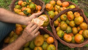 🌟 SAFRA DE TANGERINA EXPLODE EM 2025: AUMENTO CHOCANTE DE 30%! 🍊✨