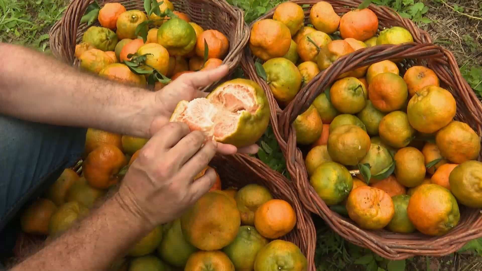 🌟 SAFRA DE TANGERINA EXPLODE EM 2025: AUMENTO CHOCANTE DE 30%! 🍊✨