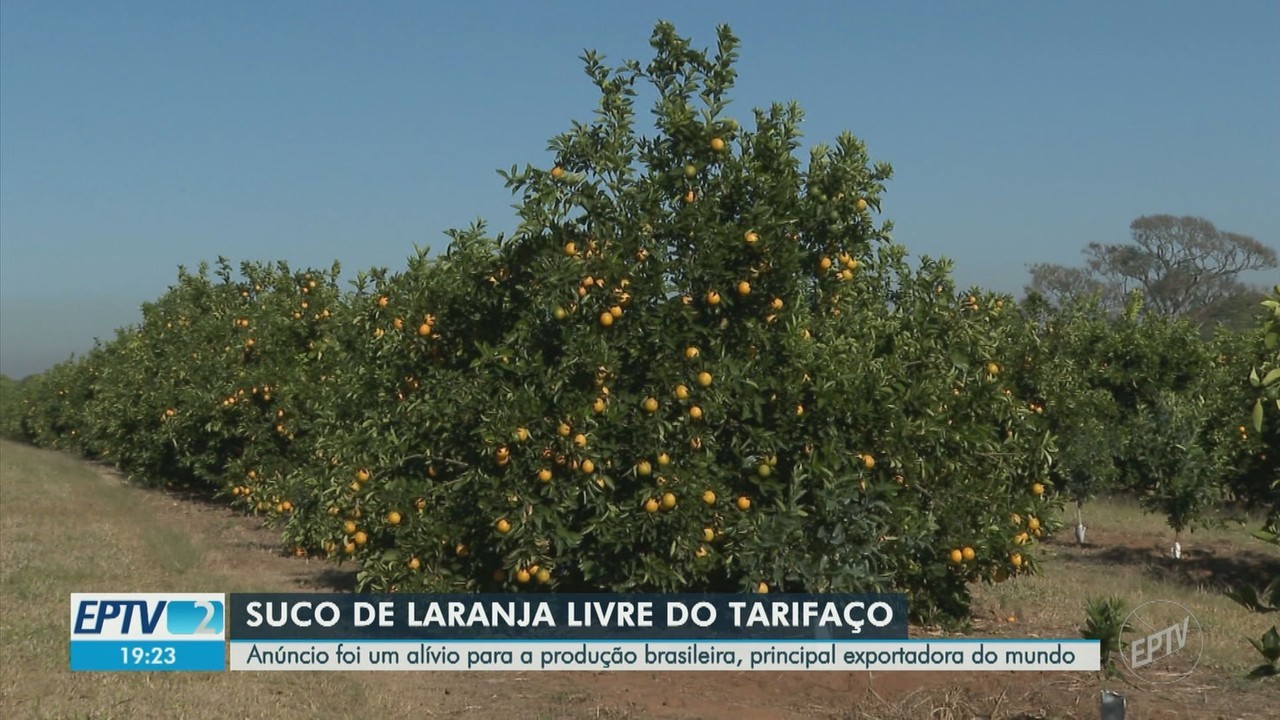 Tarifaço Assombra Citricultores: Isenção do Suco de Laranja Não É Suficiente!