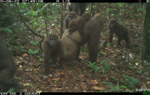 Macacos RARÍSSIMOS Surpreendem em Imagens CHOCANTES!